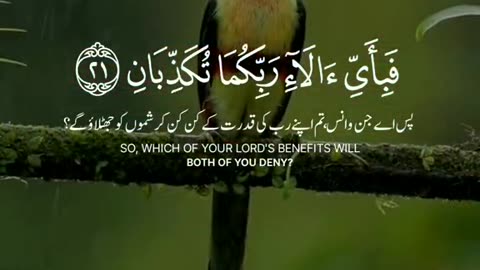 Quran recitation