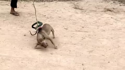 Troll Prank Dog Funny & fake Lion and Fake Tiger