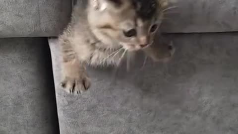 Funny cat videos 😅