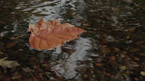 AUTUMN LEAVES FALLING FROM TREES.