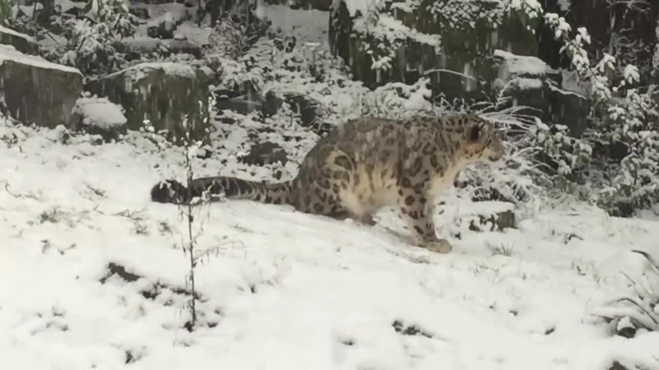 Schneeleopard rastet im Schnee aus!