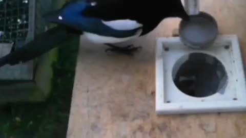 A feeder where birds exchange garbage for food