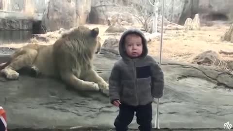 lol Lion