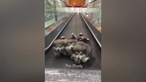 Funniest Animals 2022 😂 Funniest Cats and Dogs 😺🐶 Part 1 Pets Family