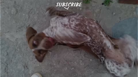 FUNNY ANIMALS IN 4K