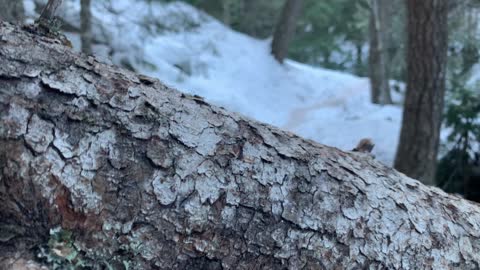 Descending the Mountain – Tamanawas Falls – Mount Hood – Oregon