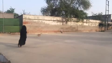Fake Small Gorilla vs Dog Prank Scary Funny Doggys TRY TO NOT LAUGH