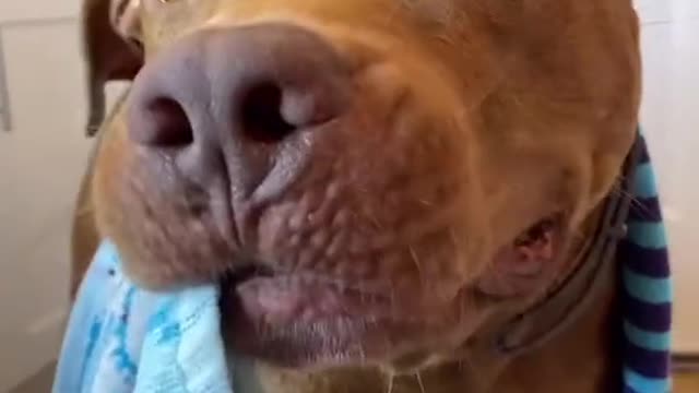 #bathtime #bath #dogs #petlover #puppylove #pitbull #dogsoftiktok #fyp #foryou #foryoupage
