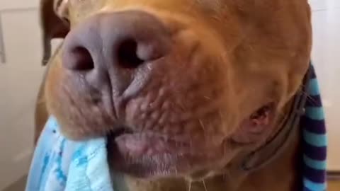 #bathtime #bath #dogs #petlover #puppylove #pitbull #dogsoftiktok #fyp #foryou #foryoupage