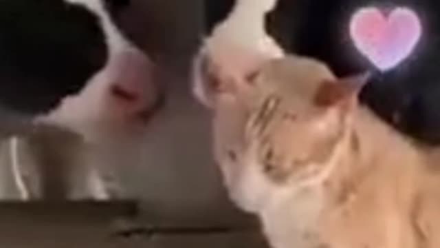 cow kissing baggy cat