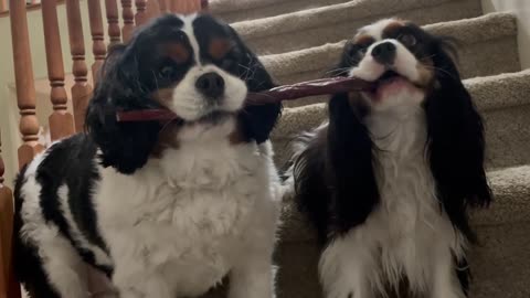 Dogs won’t give in