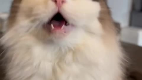 Cat meow😸
