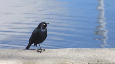 Black Bird Chirping Free stock footage Free HD Videos