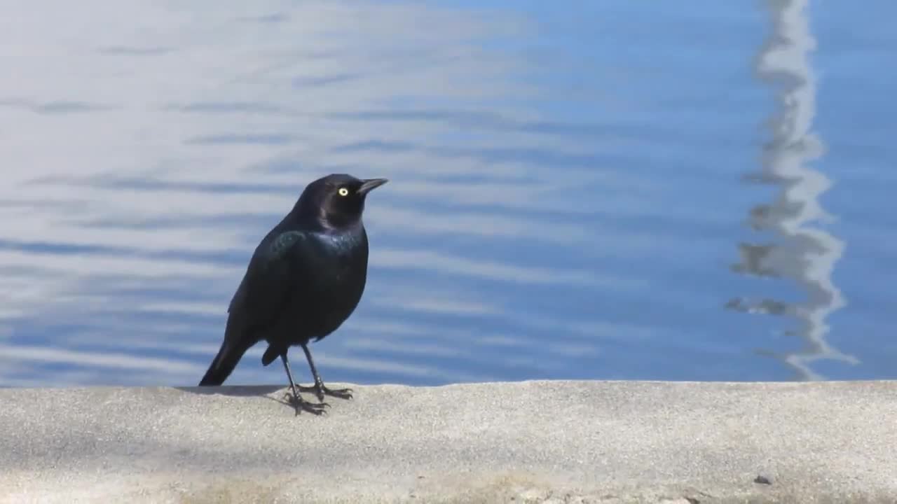 Black Bird Chirping Free stock footage Free HD Videos