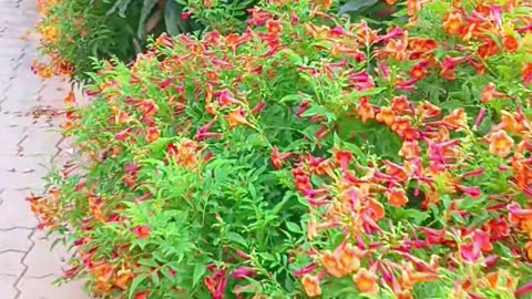 🎄Flower 🌹garden viral shorts video