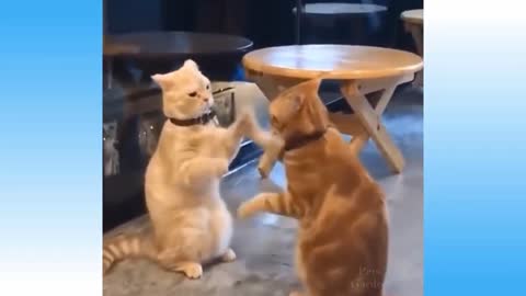 Weekly Funny Cats 😹 And Dogs 🐶