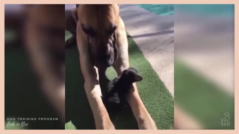 Cute and Funny Puppies Video Compilation
