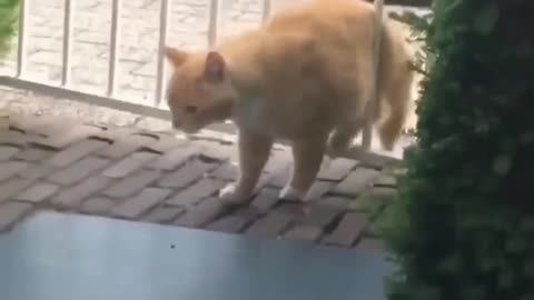 Cat gets angry