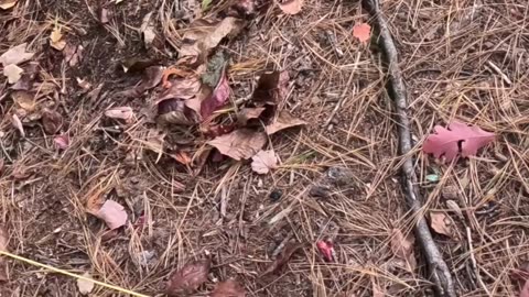 Gear time with ASMRoutdoors1- stop loosing stakes