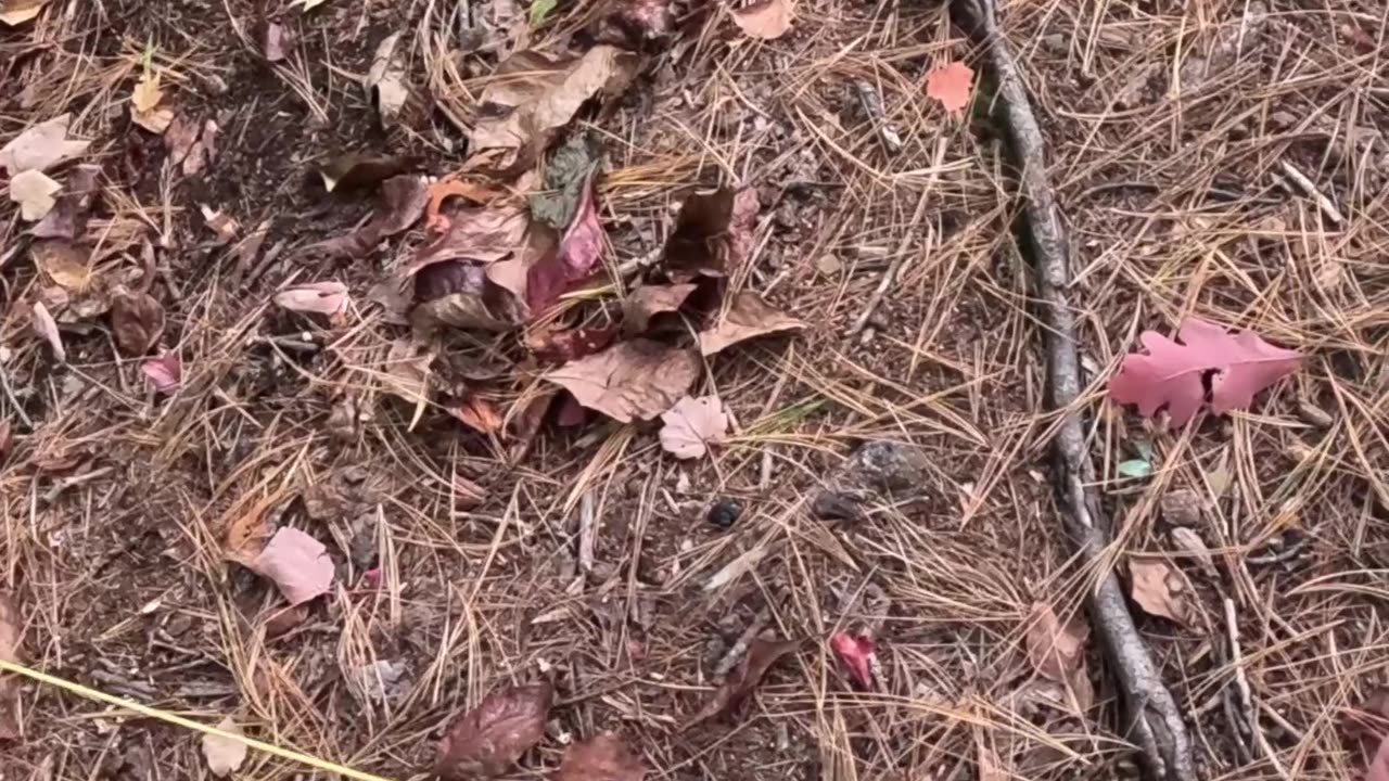 Gear time with ASMRoutdoors1- stop loosing stakes