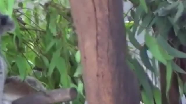 Koala Sleeping In A Tree - Featherdale Wildlife Park, Sydney, Australia