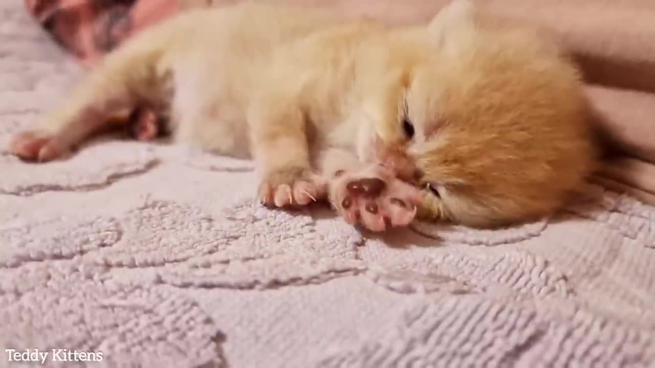 so funny cat kitten baby