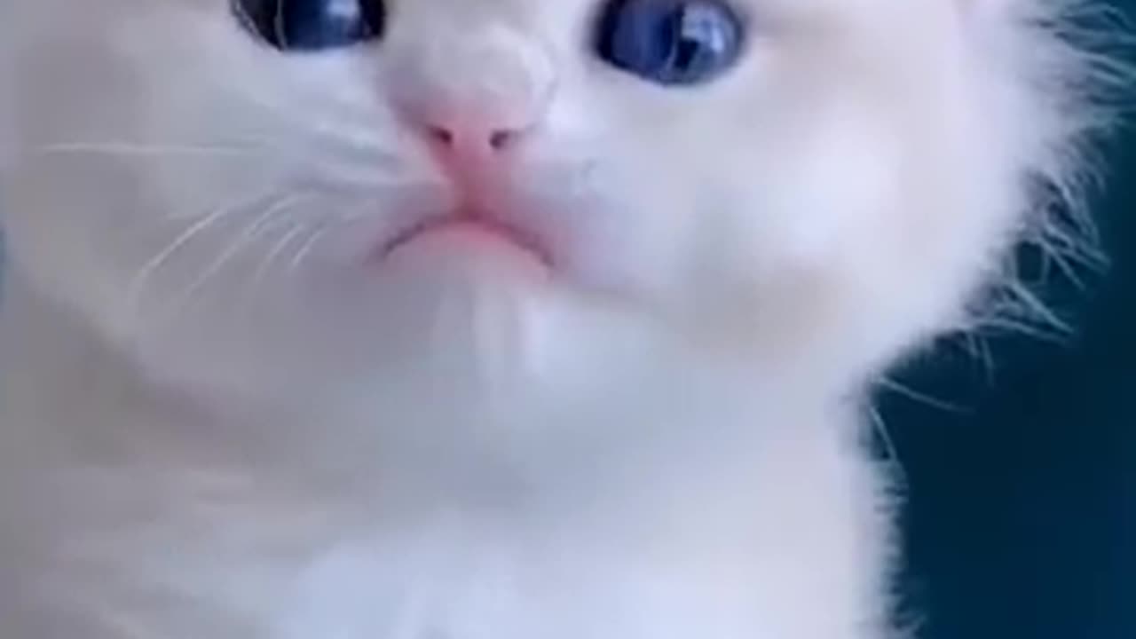 Cute Kittens 😘😘