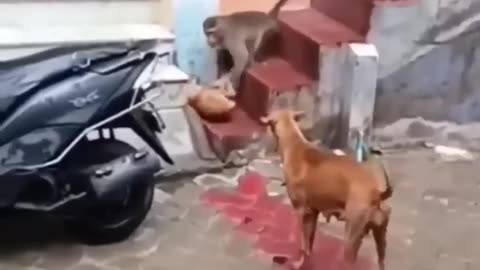 Monkey Vs Dog 7 🤣 #shorts #monkey #comedy
