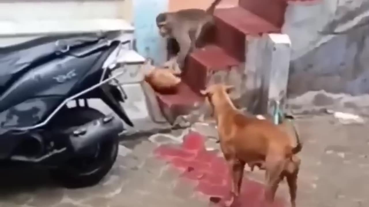 Monkey Vs Dog 7 🤣 #shorts #monkey #comedy