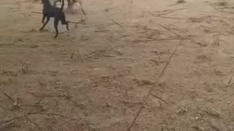 Lizard attack