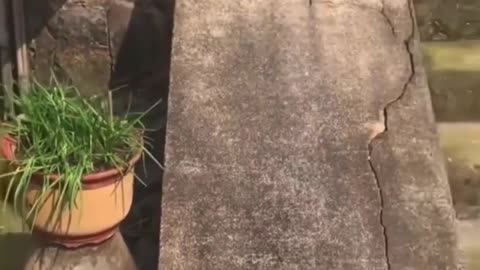 Cats are hilarious