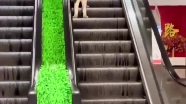 Cute Animal Shorts #1