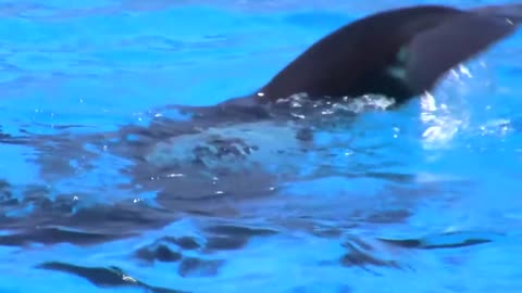 Seaworld SHAMU Killer Whale Show
