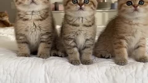 So cute! My Dear brothers & sisters Please Like Follow Share