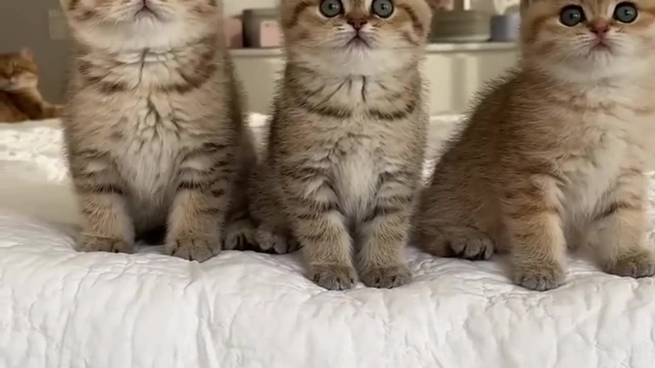 So cute! My Dear brothers & sisters Please Like Follow Share