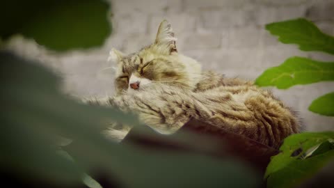 The cat