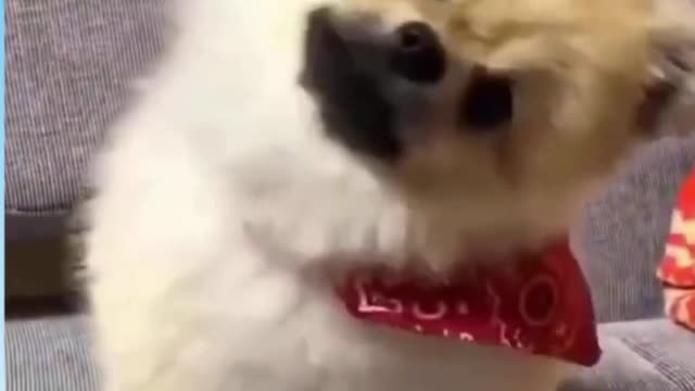 cute and fun kittens from the internet
