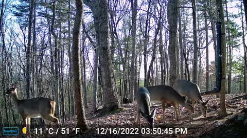The Woods – 12/17/2022