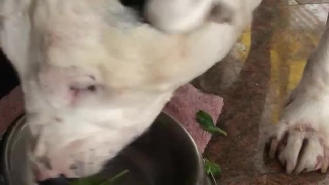 Spinach