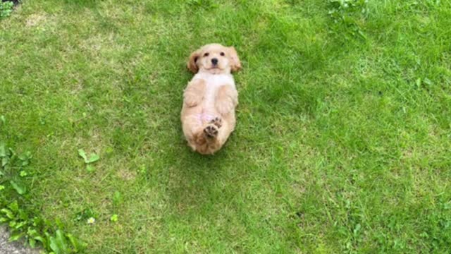 The dog is tired of playing, sleeping so soundly