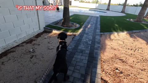 DOG DAD SURPRISES HIS PUPPY WITH 1,000 COLORFUL BALLS!!