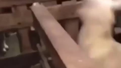 Don't mess with the cat
