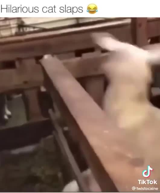 Don't mess with the cat