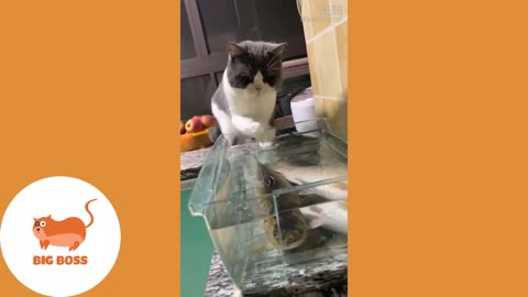 cute cats and dogs' compilation
