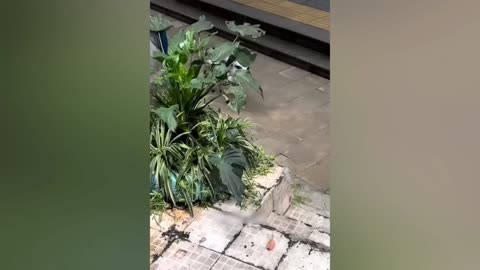 Funniest_Animals_2023_😂_Funny_Dogs_and_Cats_Videos_😺🐶_Part_2(1080p)