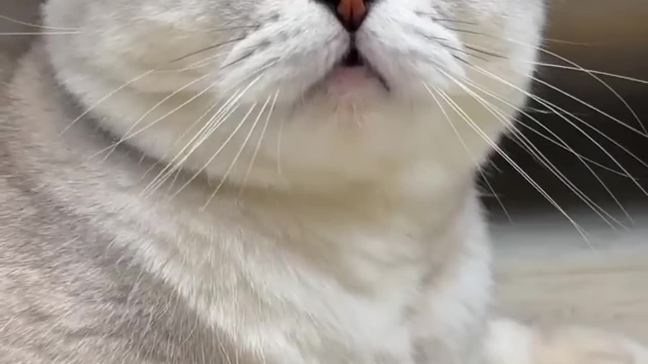 Cats_Meow
