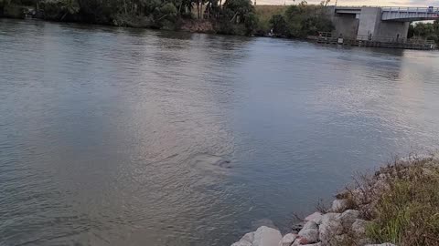 Recent Manatee Activity in Florida Oct 2022