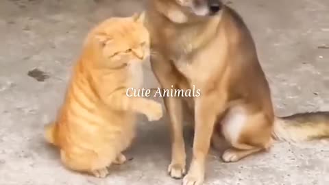 Cute Animal Videos 2023 😄