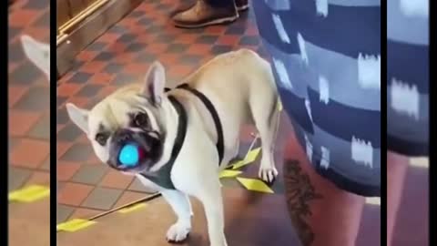 Cute pet funny moment