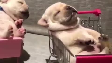 The dog fell in love with the kind doctor